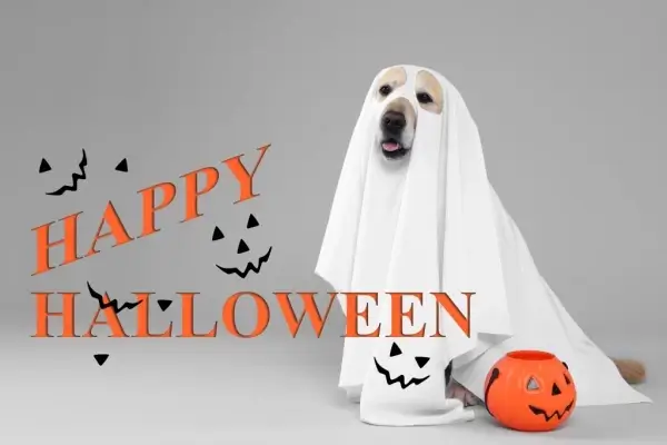 Happy Halloween from Modern Home Loans